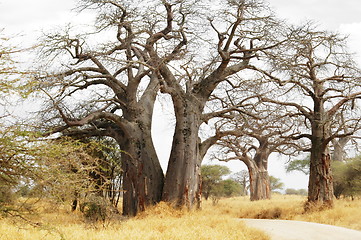Image showing Baobab trees