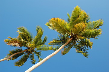 Image showing Palm tree