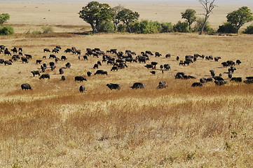 Image showing Herd of wildebeest