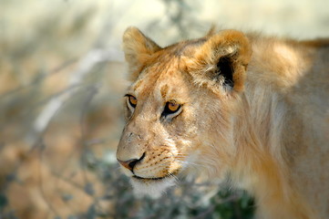 Image showing Lion is waiting