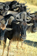 Image showing Herd of gnus