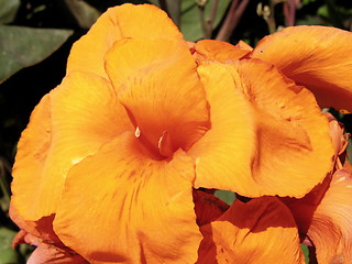 Image showing Orange flower