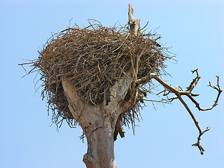 Image showing Stork nest