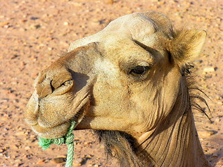 Image showing Close up Dromedary