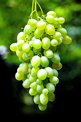 Image showing Grapes