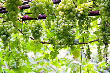 Image showing Grape vinery