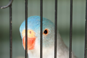 Image showing Bird in a cage