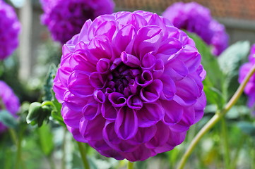 Image showing Purple Dahlia Flower 