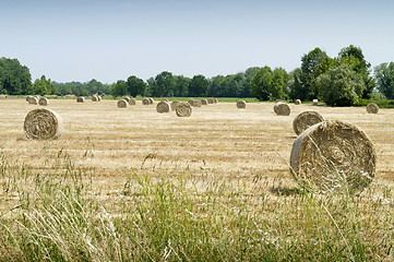 Image showing Hay balls on field