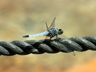 Image showing Dragonfly