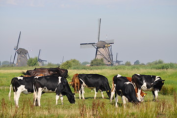 Image showing Cows grazing near a mill