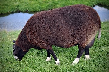 Image showing The Black Sheep