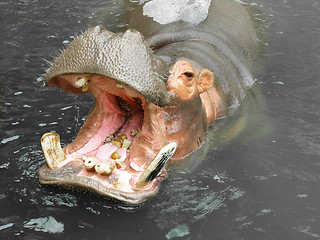 Image showing Hippopotamus