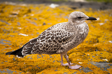 Image showing Sea gull