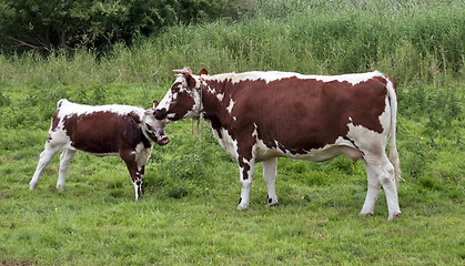 Image showing Cows familiy