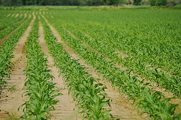 Image showing Harvest is borning