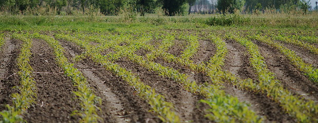 Image showing Harvest is borning