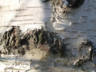 Image showing Birch bark