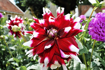 Image showing Red and white flower Dahlia