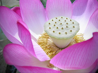 Image showing Lotus Macro