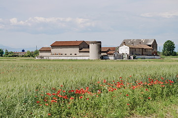 Image showing Growing wheat in a barn