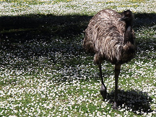 Image showing Emu walking on white flowers