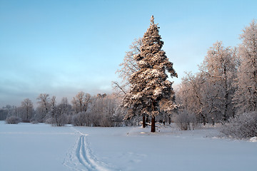 Image showing Trees In The Snow