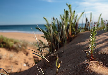 Image showing Small plant on a dune