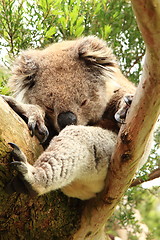 Image showing Sleeping koala