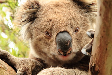 Image showing Staring koala