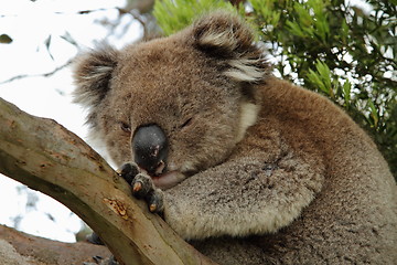 Image showing Winking koala