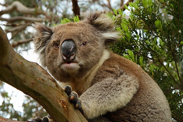 Image showing Koala on the alert on a tree