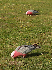 Image showing Galah parrots on the lawn
