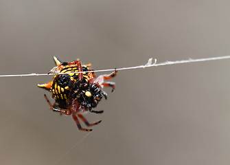 Image showing Spider at work