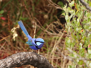 Image showing Blue wren