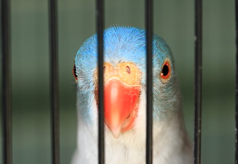 Image showing Caged bird