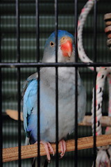 Image showing Caged bird