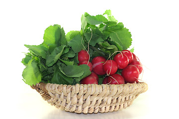 Image showing Radish