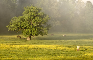 Image showing Horses graze peacefully amongst the grass and yellow flowers in the morning mist/fog at sunrise.  Cades Cove, Tennessee, USA.  Smoky Mountains National Park. (12MP camera)
