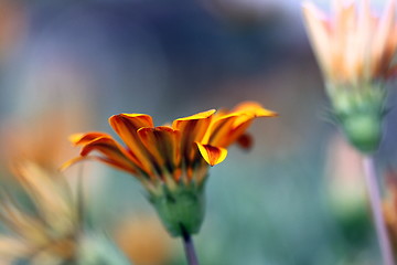 Image showing gazania