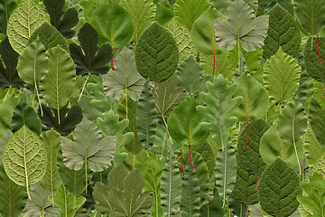 Image showing Leaves collage