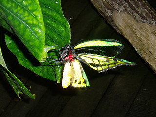 Image showing Butterfly