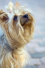 Image showing Portrait of Yorkshire Terrier