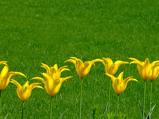 Image showing A lot of yellow flowers