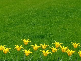 Image showing Bunch of yellow flowers