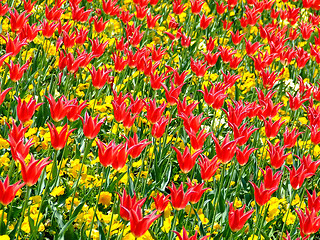 Image showing Field of flowers 3