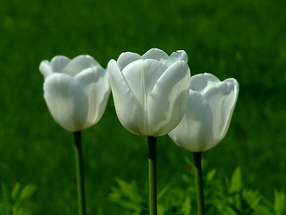 Image showing Three white tulips