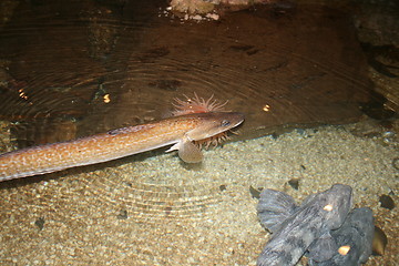 Image showing Aquarium fish