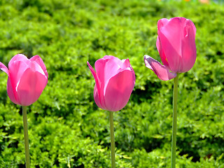 Image showing Three pink tulips