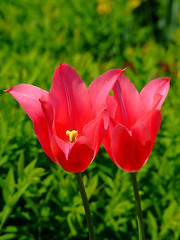 Image showing Two pink flowers